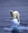 IJsbeer  global-warming.jpg