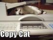 Kat Copy of kat Copycat.jpg