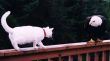 Kat en roofvogel.jpg