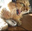 Kat met muis.jpg